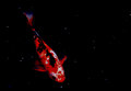 IMG_5518_edited-1