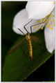 IMG_5821_w