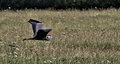 IMG_1787_edited-1