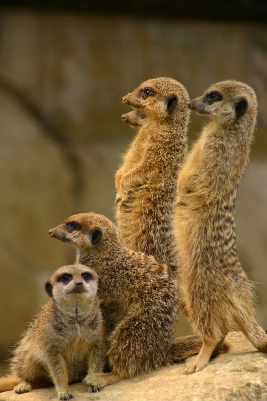 Lookouts