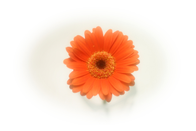 Soft Orange