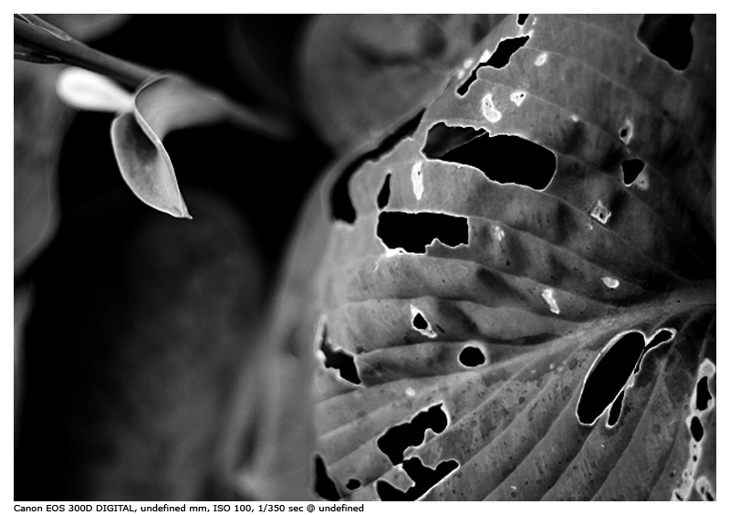 CRW_7702.jpg