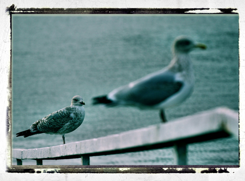 IMG_7700_a.jpg