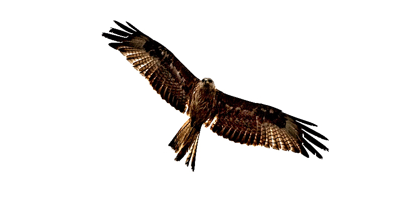 Red Kite