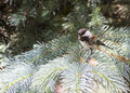 Birds and Rabbits_0308