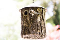 Birds and Rabbits_0311