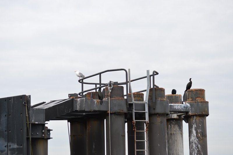 Gulls