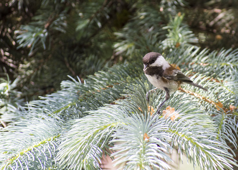 Birds and Rabbits_0308