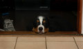 pup1.jpg