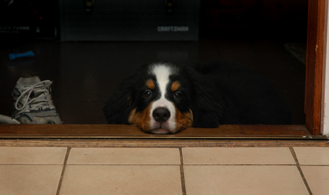 pup1.jpg