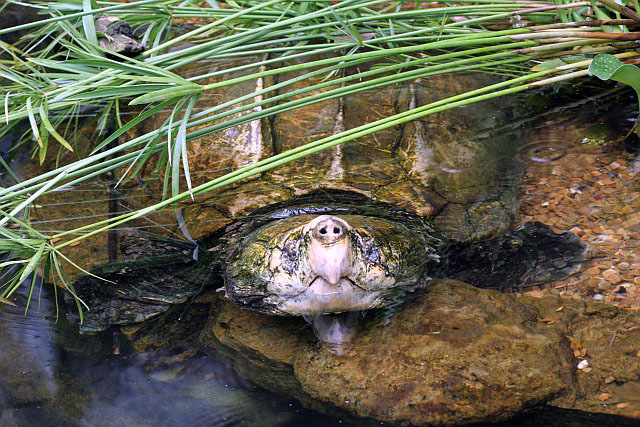 turtle.jpg