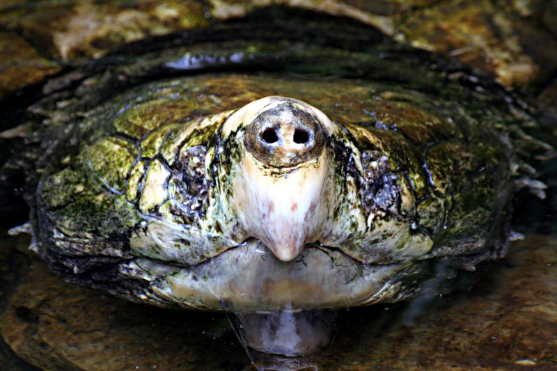 turtle2.jpg