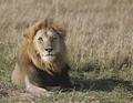smiling-lion (DSWF)