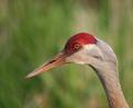 sandhill crane