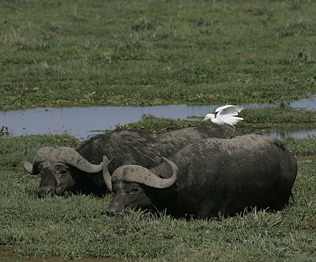 cape-buffalo.jpg