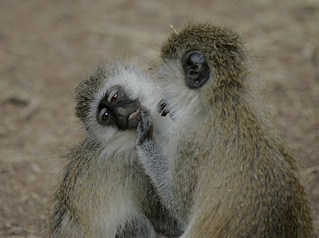 grooming.jpg