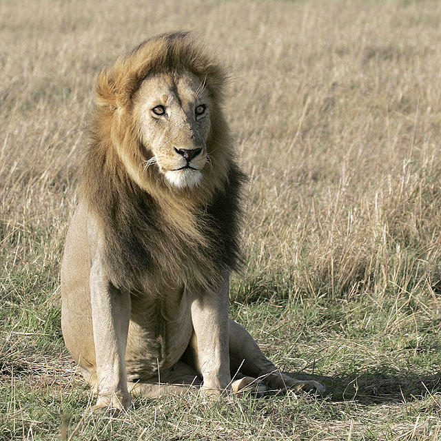 Sitting Lion