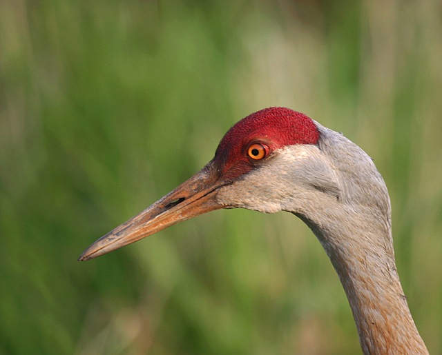 sandhill crane