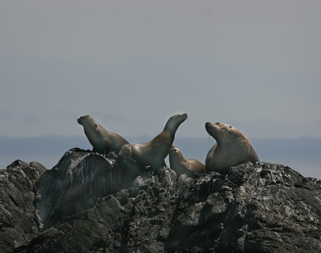 seal.jpg