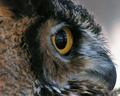 Great Horned Owl