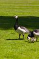 Birdfamily