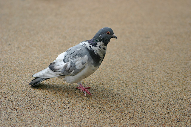 Pigeon