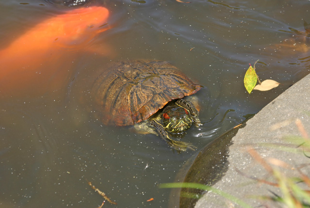 Turtle and koi