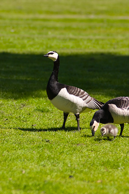 Birdfamily