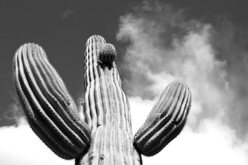 Cactus Man