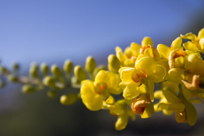 Yellow Flowers