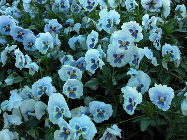 BluetheFlowers.jpg