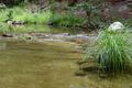 Creekside