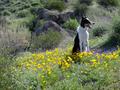 CJ Desert Poppies
