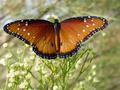 Queen Monarch