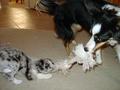 Storm and CJ Tug