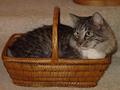 Basket Louie