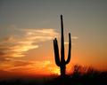 Sunset Saguaro