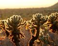 Sunset Cholla