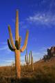 Desert Color