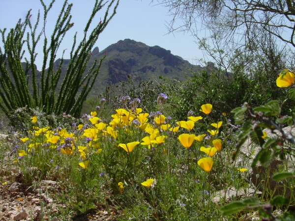 Desert Poppies