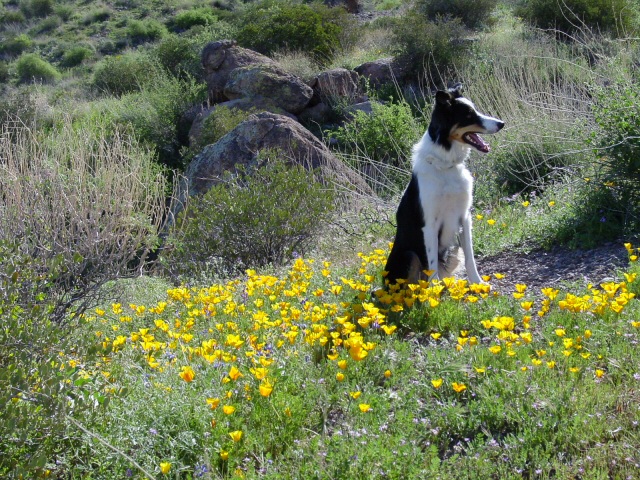 CJ Desert Poppies