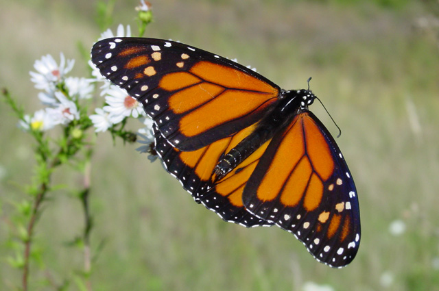 Monarch