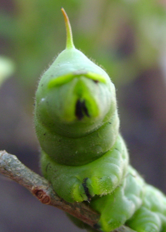 Worm