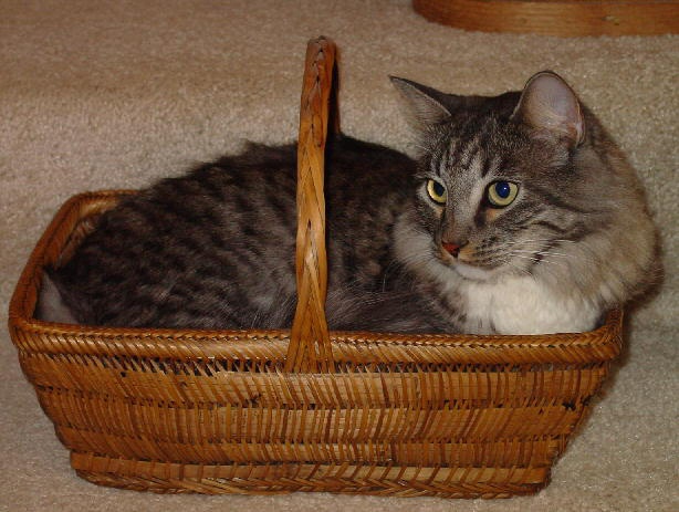 Basket Louie
