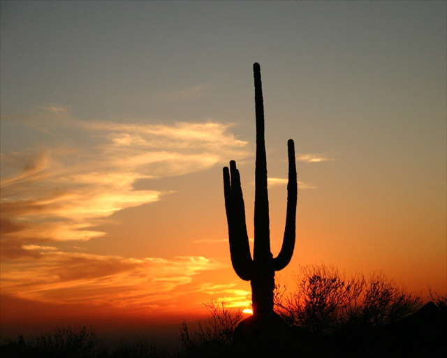 Sunset Saguaro