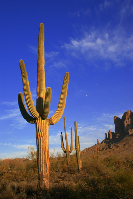 Desert Color