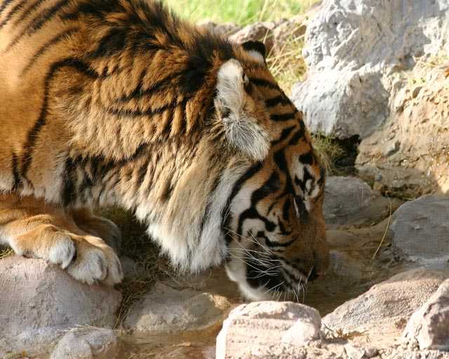 Thirsty Cat