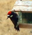 Acorn Woodpecker baby