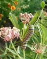 Munching on Milkweed