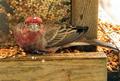 Purple Finch
